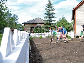 Students from Canyon's Grade 4 class take turns tilling the soil before planting vegetables in their garden plot at Kootenai Brown Museum. John Stoesser photos.