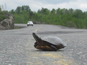 Photo supplied
A turtle crosses the highway as a car approaches. The reptiles are on the move at this time of year, and motorists are urged to keep an eye out for the slow-moving species.