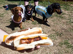 Daschunds, from left, Sassy, Frankie and Ziggy check out  a hot dog during Pets in the Park on Sunday at Hawrelak Park. (Codie McLachlan/ Edmonton Sun)