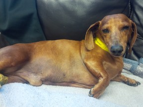 Hudson, a dachshund, was injured by a conibear trap on the Waskahegan trail in May. Photo Supplied