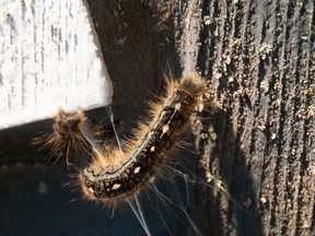 Whitecourt, Alberta is enduring what is being described as the 'worst' Forest Tent Caterpillar outbreak in three decades. Bryan Passifiume photo | QMI Agency