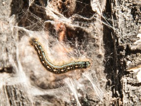 Forest Tent Caterpillar emerging from its nest in Whitecourt, Alberta. Whitecourt is experiencing the worst outbreak of the hungry pests in over 30 years. Bryan Passifiume photo | QMI Agency