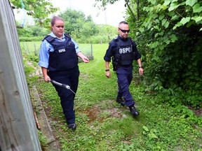 OSPCA members look through the backyards surrounding Huntington Park on the path of two aggressive coyote-like animals in Thornhill on Tuesday, June 24, 2014. (Dave Abel/Toronto Sun)