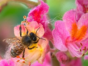 pesticide ban for bees