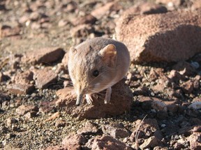 A Macroscelides micus elephant shrew found in the remote deserts of southwestern Africa is shown in this handout photo from the California Academy of Sciences released to Reuters on June 26, 2014. The new mammal discovered in the remote desert of western Africa resembles a long-nosed mouse in appearance but is more closely related genetically to elephants, a California scientist who helped identify the tiny creature said.
REUTERS/California Academy of Sciences/Handout via Reuters