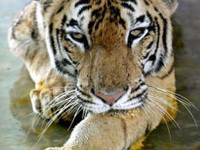 A Royal Bengal tiger. (REUTERS/Rupak De Chowdhuri)
