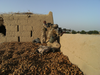 A team of Patricias provides over-watch during operations in Kandahar while standing on a crop of opium poppy buds.  (SUPPLIED)