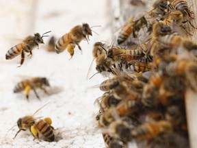 Honey bees swarm on a honeycomb in this file photo.
REUTERS/Ali Jarekji/Files