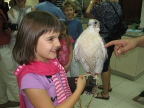 A delighted school girl gets to hold a falcon during a tour of the world-famous Abu Dhabi Falcon Hospital. The hospital provides specialized services, everything from manicures to surgery, for its avian patients. (DAVE FULLER PHOTO)