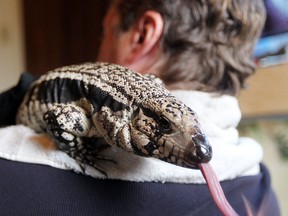 Peter Mackie holds one of his Blue Tegu lizards in Winnipeg, Man. Tuesday July 01, 2014. Mackie is fighting the city on its pet ownership bylaw. (Brian Donogh/Winnipeg Sun/QMI Agency)