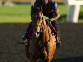 Queen’s Plate contender Majestic Sunset gallops under exercise rider Jason Hoyte at Woodbine Racetrack yesterday. (Michael Burns/photo)