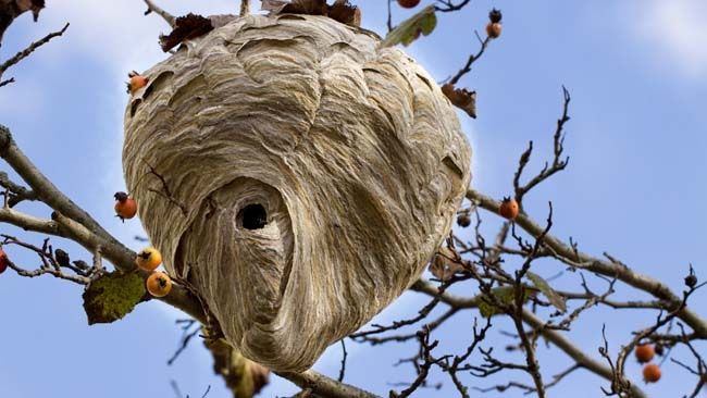 'Bone-house wasp' builds nest with ant corpses | Toronto Sun