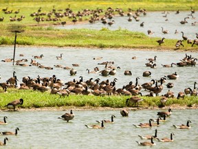 Canada geese from Mississauga and the GTA have been trucked to the Aylmer Wildlife Management Area southeast of London, where they were photographed on Wednesday.  (Mike Hensen/The London Free Press)