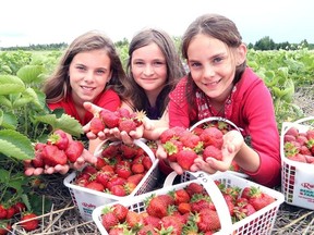 Gino Donato/The Sudbury Star   
Strawberry pickers Lyndsay Charbonneau, Mattea Guse and Madison Charbonneau show off some berries at Ruby Berry Farm on Wednesday afternoon. Despite the late start to spring, the farm is now open – only a day later then last year. Ruby Berry Farm is located at 745 Joanette Rd. in Chelmsford.