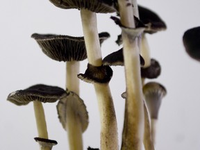 Psilocybin B+ mushrooms. (Fotolia)
