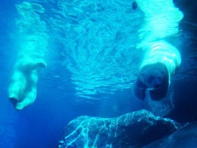 Polar bears Kaska and Aurora take a dip in the pool at their new home in the Journey to Churchill exhibit at Winnipeg's Assiniboine Park Zoo on July 3, 2014. (ASSINIBOINE PARK ZOO PHOTO)