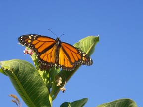 monarch