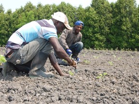 The Seasonal Agricultural Workers Program was launched in 1966 with an agreement between Canada and Jamaica.