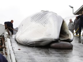 A worker hoses a fin whale down as others tow it up a ramp to a processing plant at the Hvalfjordur whaling station, about 70 km (43.5 miles) north of Reykjavik, Iceland June 29, 2010. 
REUTERS/Ingolfur Juliusson