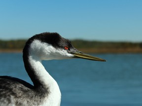 Researchers were surprised to discover how resilient the western grebe is during a recent investigation. In a study of 43 Albertan lakes, it was found that some, such as Lake Wabamun, have a relatively stable western grebe population, despite the amount of development that has taken place on the land surrounding them. - Photo by Mara Erickson