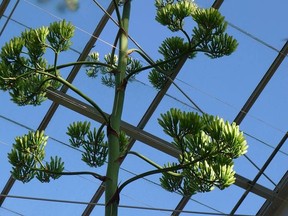 Flower stalk from the Matthaei Botanical Gardens at the University of Michigan.

(Courtesy Facebook)