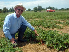 Gerry Simpson kneels next to a row of strawberries at Talbotville Berry Farm near St. Thomas, Ont. on Thursday, July 3, 2014. Simpson is enjoying a bumper crop of strawberries this summer. Many other growers are seeing above-average yields after an average 2013. (Ben Forrest, Times-Journal)