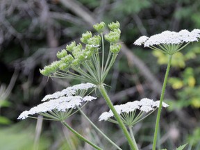 Cow parsnip can be found growing along streams and in damp areas. Due to its large size (more than two metres tall), it is fairly easy to find. The seeds of this wildflower have caused fatalities in children and the sap may cause severe skin rashes. To get rid of the plant from your property will take some careful planning and considerations. (DAVID HAWKE/SPECIAL TO THE PACKET & TIMES)