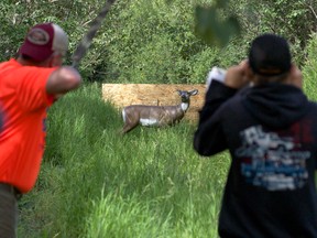 Brent Austring takes aim at a deer target down range. The archery course at the 2014 Southern Alberta Summer Games was a big hit. Greg Cowan photos/QMI Agency.