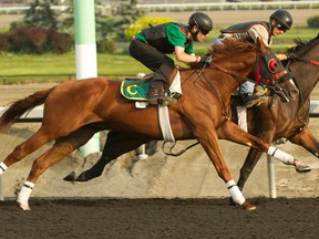 Gerry Olguin guides Queen’s Plate contender Niigon Express through his final prep on July 3 at Woodbine. (Michael Burns/phtoo)