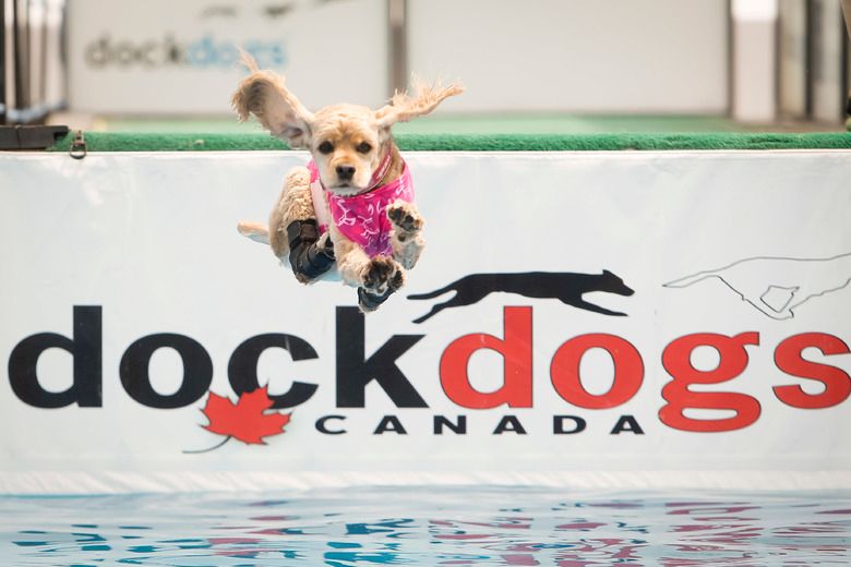 Dogs compete for longest water jump in Calgary Brockville Recorder