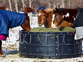 Horses in blankets crowd around a feeder at the Whitemud Equine Learning Centre Association in Edmonton, Alta., on Monday, March 3, 2014. Codie McLachlan/Edmonton Sun/QMI Agency