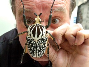 John G. Powers of Cambridge Ontario  holds a specimen Goliath beetle, which lives in Africa and is one of the heaviest beetles in the world, on Friday April 15 at White Oaks Mall in London. The bug is part of his exhibit entitled "The Incredible World of Bugs."  Powers, a retired police officer, started collecting butterflies when he was nine and has pursued his interest for 50 years. His private collection includes over 20,000 insects from around the world. He has been touring with his exhibit for three years and presents 20 shows a year which are sponsored by Orkin PCO Services Corporation. Powers display offers a unique look at the most amazing insects, some rare, and some deadly that most people would only be able to view in books. Orkin is the sponsor as they believe bugs have a place in our eco system and only need to be dealt with when they create problems in homes, etc. (SUE REEVE/QMI AGENCY)