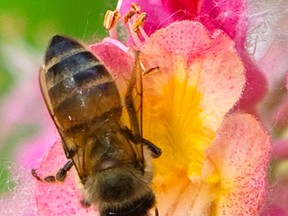 A one-year urban beekeeping pilot project has been passed.