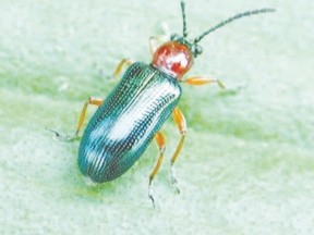 Cereal leaf beetle (Handout)