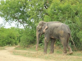 Raju the elephant at the Elephant Conservation and Care Centre in Mathura, India. The elephant was saved July 2, 2014, from an abusive life that had it begging on the street for money. The group Wildlife SOS helped save Raju. (Photo: Wildlife SOS/Handout/QMI Agency)