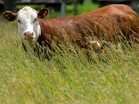 A cow and a calf. (MIKE HENSEN/ QMI AGENCY FILE PHOTO)