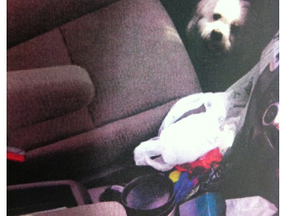 A photo taken by an animal protection officer with the Edmonton Humane Society showing Buddy, a white Maltese cross dog, left in a hot minivan while its owners took their children to see a Selena Gomez concert at Rexall. (Supplied.)