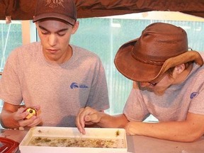 LAURA STRADIOTTO/Sudbury Star file photo
Boreal students Trevor Cooley, left, and Julien Dutil-Seguin collect milfoil weevil (water beetles), which were expected to dine on watermilfoil plants.