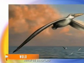An illustration of the Pelagomis sandersi is pictured in this Newsy video screengrab.