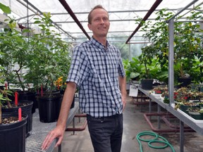 Dr. Mark Gijzen, a genomics and biotechnology researcher at the Southern Crop Protection and Food Research Centre on Sandford Street, stands in one of the centre’s greenhouses June 24, 2014. CHRIS MONTANINI\LONDONER\QMI AGENCY