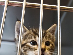 A kitten is seen at the Edmonton Humane Society in Edmonton, Alta., on Wednesday, July 31, 2013. The society has temporarily closed its doors to people who wish to surrender their pets into the shelter's care. Codie McLachlan/Edmonton Sun/QMI Agency