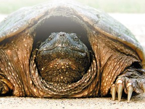Snapping turtle. (QMI Agency file photo)
