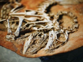 The heads of two Gallimimus dinosaur skeletons are on display during a repatriation ceremony at the United States Attorney's Office of Southern District in New York July 10, 2014.

REUTERS/Eduardo Munoz