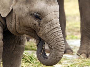 Elephant.

(Fotolia)