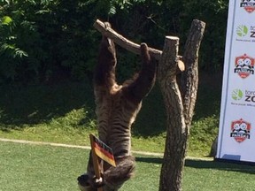 Bob, a Toronto Zoo sloth, takes hold of the German flag Friday. (MARYAM SHAH/Toronto Sun)