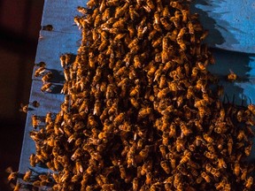 Bee colonies across North America have suffered widespread losses in recent years.
