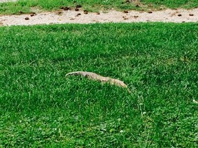 A three foot long lizard blends into the grass in Corunna on Thursday. (Submitted photo)