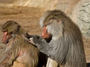 Baboons grooming
(Fotolia)