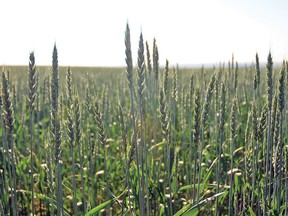 While some aren't in the best condition, crops are mostly faring well in Vulcan County, but they would benefit from some rain, says Kelly Malmberg,  Vulcan County’s director of agricultural services.
Simon Ducatel Vulcan Advocate