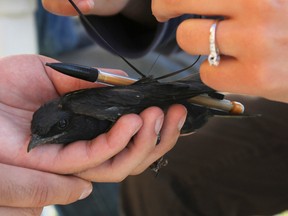 Researchers and volunteers with Nature Canada's Purple Martin Project were on Amherst Island on Friday, tagging a local colony of purple martins to help determine the possible cause of the recent population declines in these aerial insectivores. (Julia McKay/The Whig-Standard)